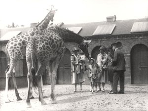 Girafes et visiteurs au zoo de Londres, juillet 1926